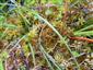 Detail_Drosera rotundifolia a Sphagnum sp.