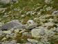 Marmota marmota latirostris