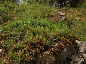 detail, spodná časť lokality