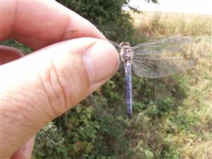 Orthetrum coerulescens samec, druh má pravidelný výskyt na TML