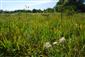 Porast s Plantago altissima a Clematis integrifolia