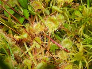 detail Drosera rotundifolia, Sphagnum sp.