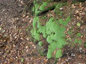 Leucobryum glaucum