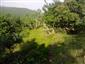 jašterica bystrá (31.8.2015)