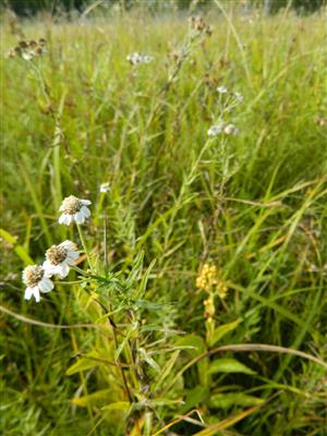 detail Achillea ptarmica