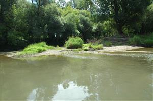 Leľa, horná časť TML, ostrov zo slovenského brehu, sú tu vhodné podmienky pre výskyt klínatiek