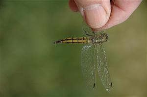 Leľa, Ipeľ, samica druhu Orthetrum cancellatum, odchyt na ostrove v   hornej časti TML