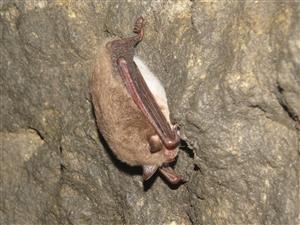 Myotis daubentoni