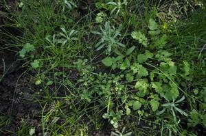 Peplis portula, Filaginella uliginosa, Rorippa palustris v poraste Eleocharis acicularis 