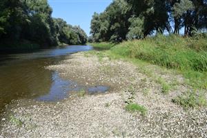 M. Kosihy Ipeľ, horná časť TML, štrková lavica na ľavom (maďarskom) brehu rieky