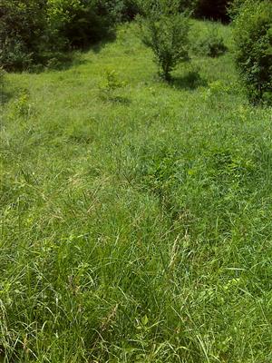 Záber na monitorovaný biotop.