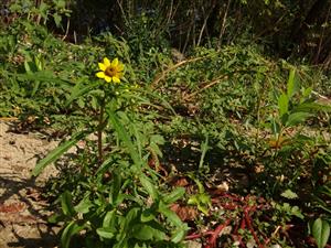 Bidens cernua