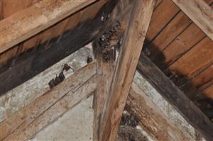 časť kolónie Myotis myotis