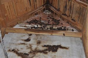 Prievaly, časť kolónie Myotis myotis