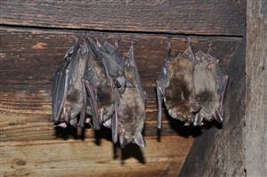 Vaďovce, časť kolónie Myotis myotis