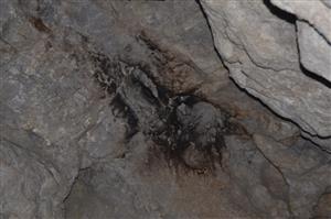 miesto výskytu kolónie Myotis myotis v minulých rokoch