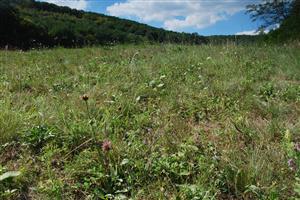 Detailný pohľad do porastu