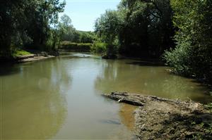 Tešmák, Ipeľ naf TML, pod kmeňom je štrková lavicaso sedimentom vhodným pre S. flavipes