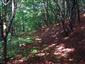 Vápnomilné bukové lesy (23.9.2014)