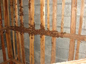 prevažná časť kolónie Mema