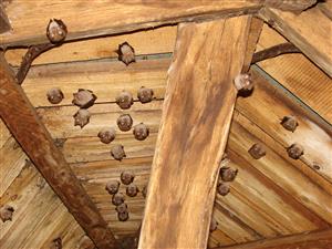 časť kolónie Rhip vo veži