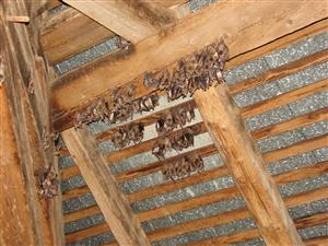 časť kolónie Mmyo/bly