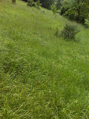 Záber na monitorovaný biotop.