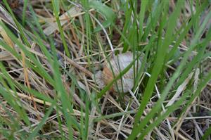 Helix pomatia