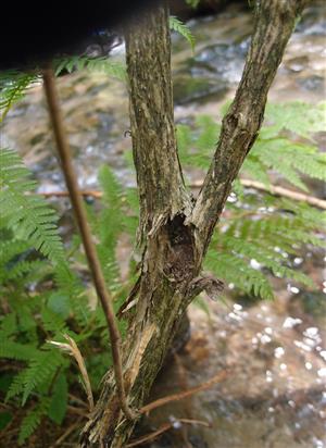čerstvá kukoľná komôrka vo vidlici vetvy Lonicera nigra
