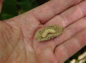 larva Pseudogaurotina excellens opatrne vybraná z požerku, opäť vrátená na povodné miesto