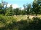 fúzač veľký (13.6.2015)