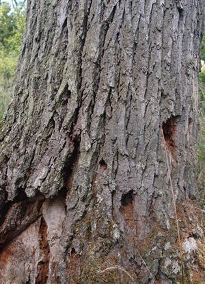 okrajový dub s pobytovými znakmi C. cerdo