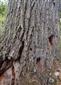 okrajový dub s pobytovými znakmi C. cerdo
