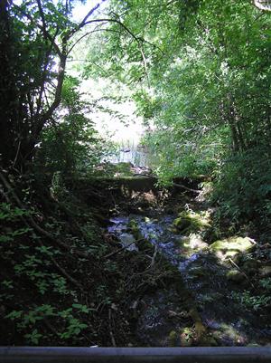 výverová zóna