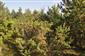 Polygón tvorí z polovice ťažko priechodný krovinný porast s dominanciou Juniperus communis