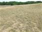 Suchomilné travinnobylinné porasty na vápnitých pieskoch (20.8.2013)