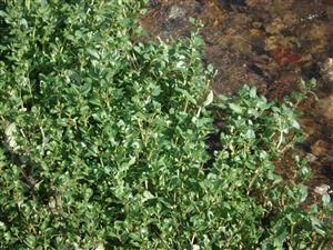 Detail Veronica beccabunga