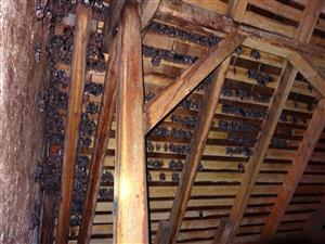 kolónia Myotis myotis v kostole v Rajci v časti podkrovia pri veži