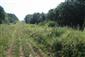 kobylka sedmohradská (16.7.2015)