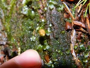 portrét Buxbaumia viridis