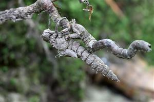 EXUVIUM Cordulegaster heros ♂