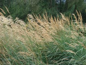 Detail Calamagrostis pseudophragmites na rieke Poprad.