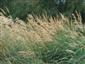 Detail Calamagrostis pseudophragmites na rieke Poprad.