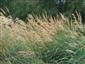 Detail druhu Calamagrostis pseudophragmites na hornom toku rieky Poprad.