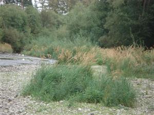 Porast biotopu Br2 (Calamagrostis pseudophragmites) v koryte rieky Poprad, na hornej časti toku.