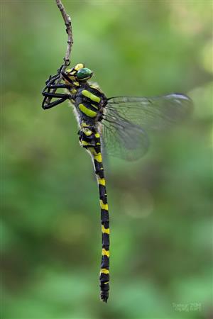 Cordulegaster heros ♂