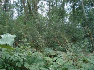 Pohľad do porastu Salix elaeagnos (biotop Br4) na hornom toku rieky Poprad.