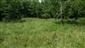 kobylka sedmohradská (15.7.2015)