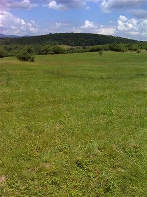 Záber na monitorovaný biotop.