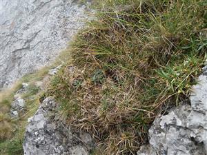 porasty s Carex firma pod skalným oknom